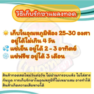 แมงดา(ไม่มีไข่) แมลงทอดซู่ซ่า