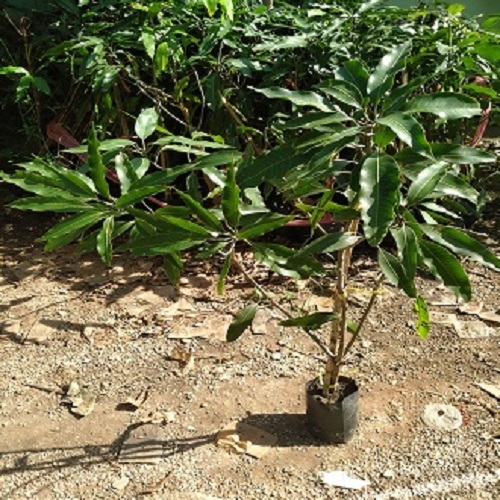 ต้นมะม่วงฟ้าลั่น ไม้กิ่งทาบ ราคา 80 บาท สูง80-100 ซม.เคลมฟรีกรณีต้นไม้เสียหายหรือตายในกล่องค่ะ