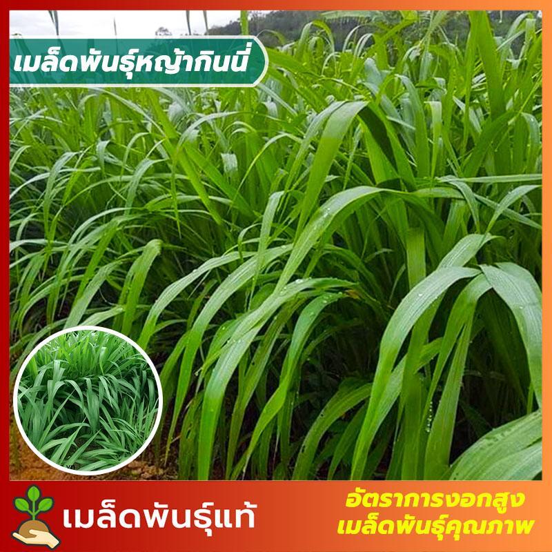 เมล็ดพันธ์ุ หญ้ากินนี หญ้าเลี้ยงวัว เลี้ยงสัตว์ ปลูกง่าย โตไว ให้ผลผลิตสูง ซองละ 500 เมล็ด