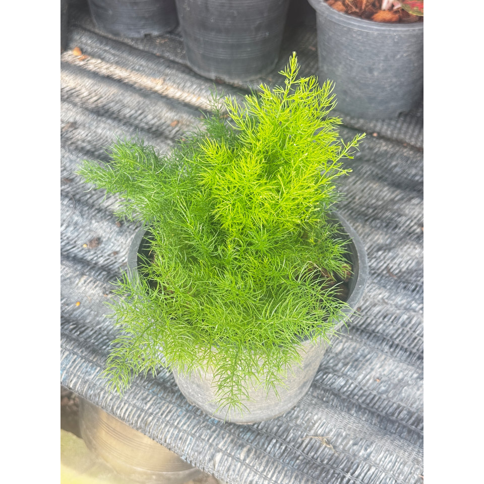 มุมมอง 2