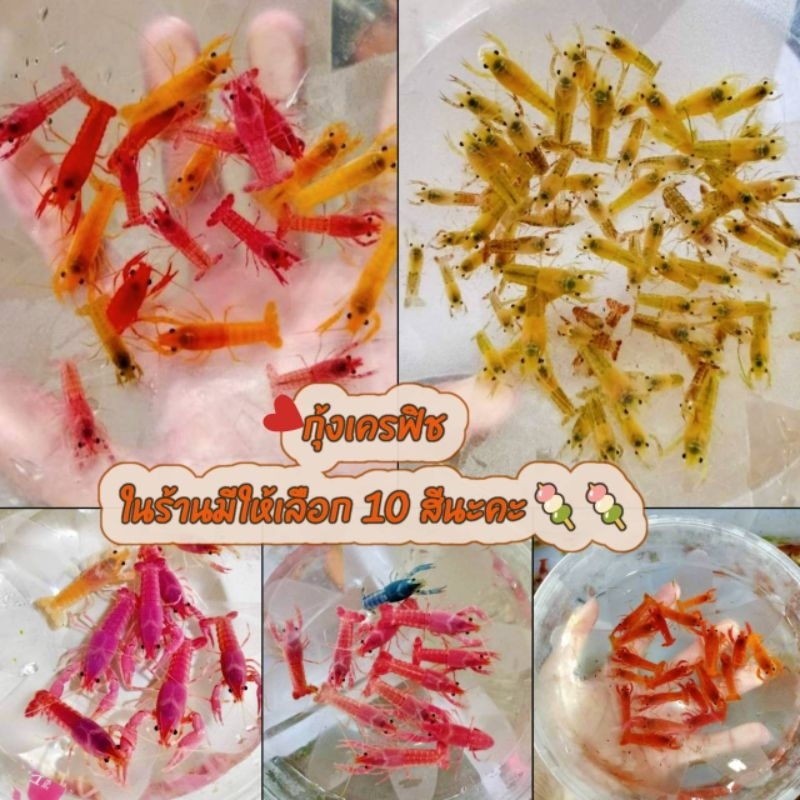 อาหารกุ้ง & กุ้งสีเครฟิช มีให้เลือก 10 สี ตกแต่งตู้ปลาสวยงาม ขนาด 1 นิ้ว 79 บ. มีประกันระหว่างจัดส่ง