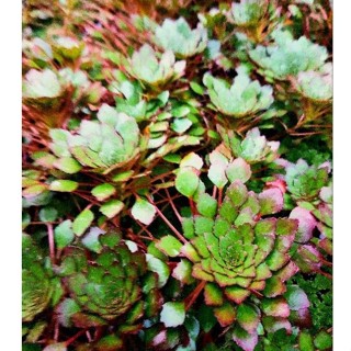 🍁กระจับเเดง🍁กระจับสวยงาม🍁ตู้ปลาอ่างปลา🍁เลี้ยงง่ายโตไว🍁สวนไม้…