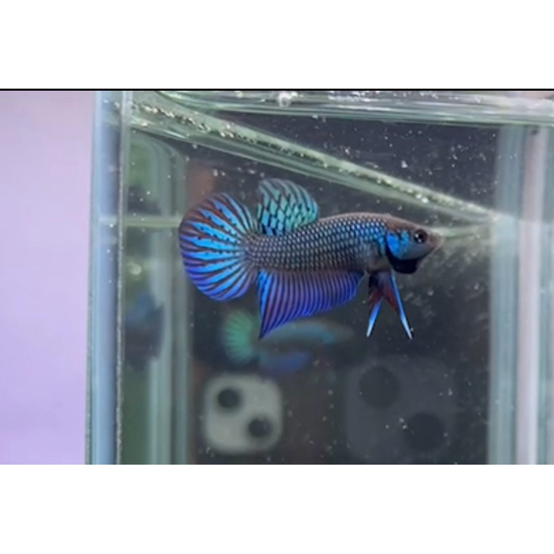 ปลากัดป่า มหาชัยสีเขียว ดั่งเดิม