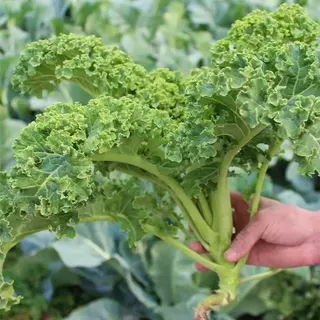 100เมล็ เมล็ดพันธุ์ดเคลใบหยิก เมล็ดคะน้าเคล เคลใบหยิกคะน้าเคลใบหยิก Kale เมล็ดผัก ปลูกง่ายโตไว