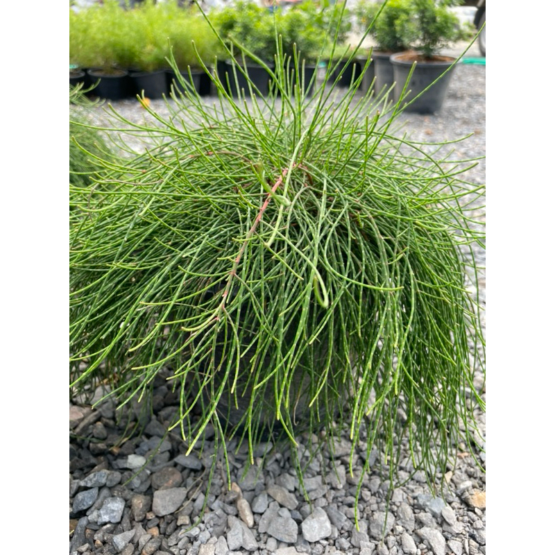 สนออสเตเรีย/สนประดิพัทธ์/สนน้ำตก กระถาง 8-11″ ไม้ประดับสวน