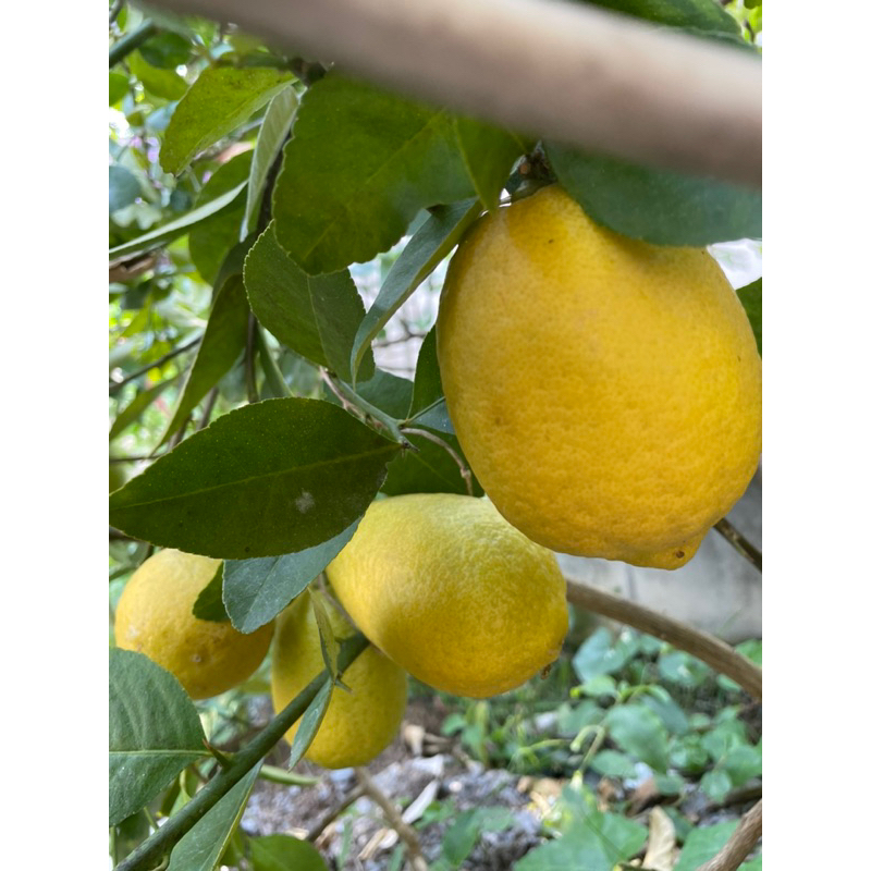 ต้นเลมอน (Lemon) ติดผล สายพันธุ์ยูเรก้า สายพันธุ์ฮาวาย สายพันธุ์เมเยอร์ กระถาง11” ได้ต้นตามรูป