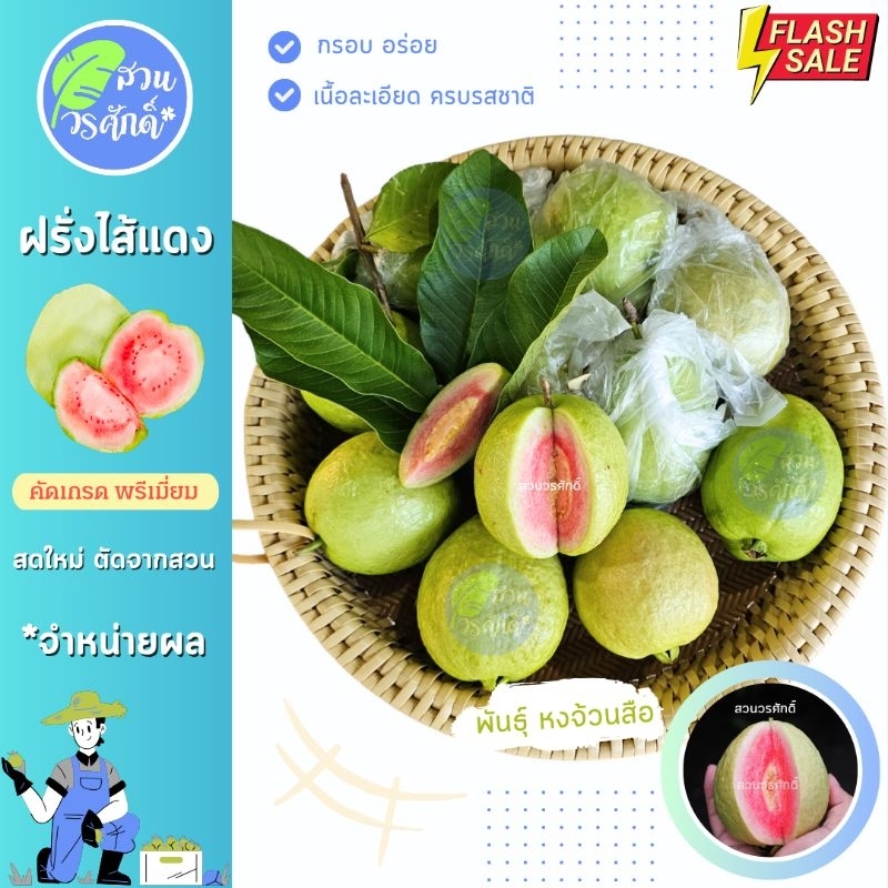 จำหน่าย📌ผลฝรั่ง สายพันธุ์หงจ้วนสือ ราคาต่อ1Kg กรอบอร่อย ครบรสชาติ📣🍏 ตัดจากสวนของเราเอง
