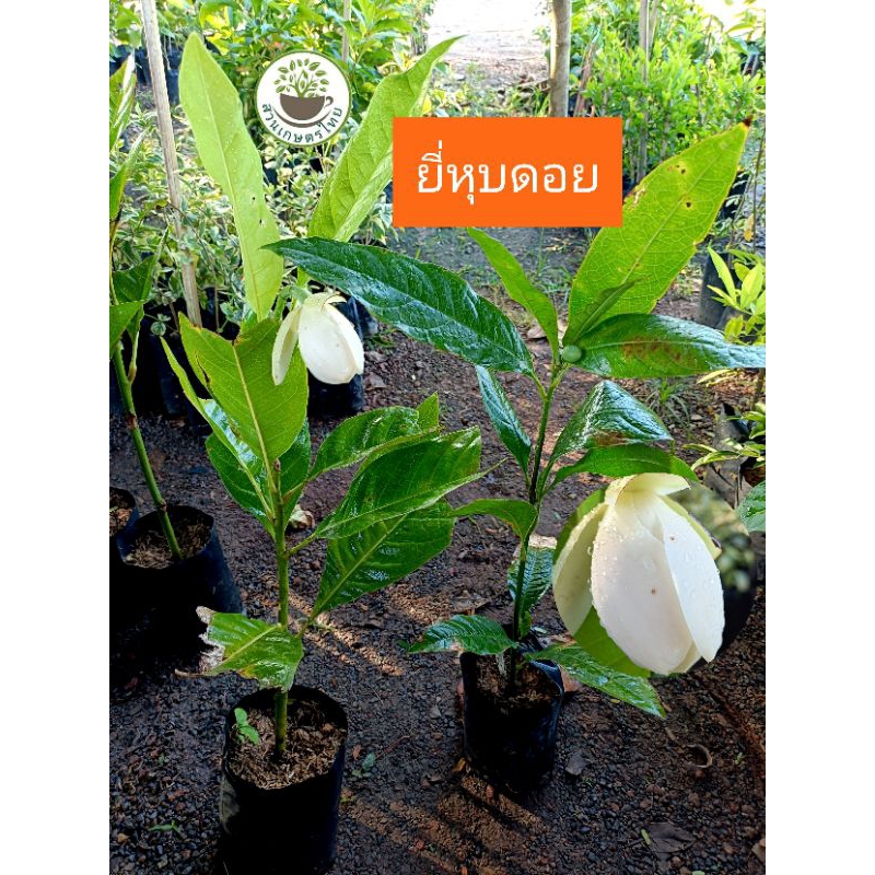 ต้นยี่หุบดอย ยี่หุบดอย ดอกหอม ดอกใหญ่กว่ายี่หุบธรรมดา