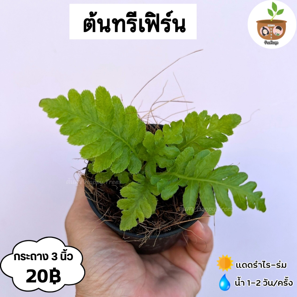 ต้นทรีเฟิร์น จัดส่งที่ 2 ต้นขึ้นไป คละแบบได้