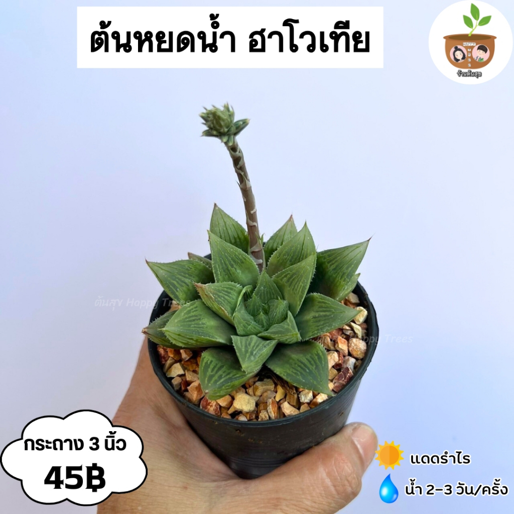 ต้นหยดน้ำ ฮาโวเทีย จัดส่งที่ 2 ต้นขึ้นไป คละแบบได้