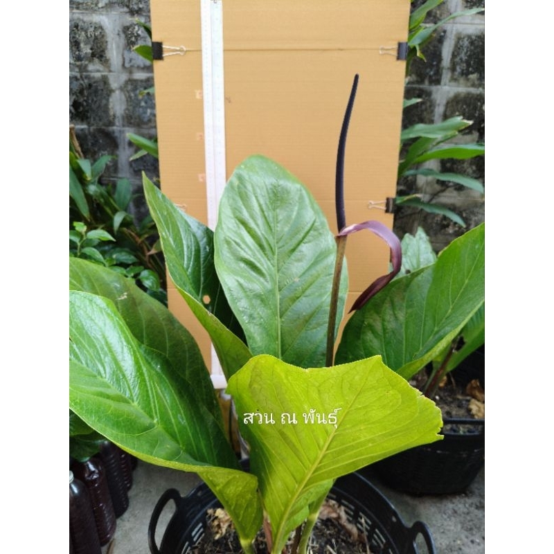 ต้นเศรษฐีเงินหนา ไม้มงคล organic