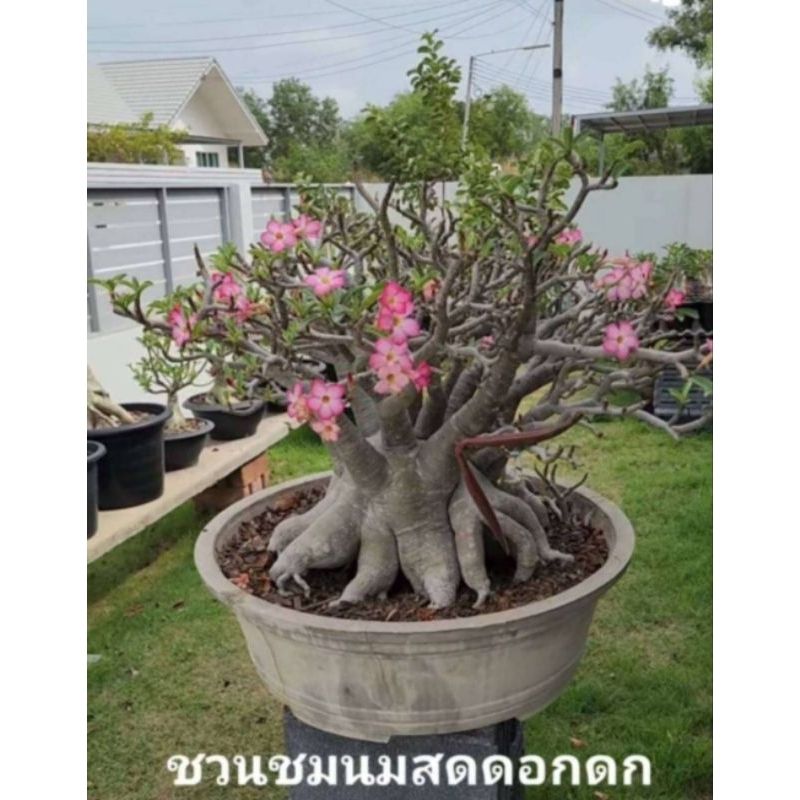 ต้นชวนชมนมสดดอกดก (สายพันธุ์อราบิคั่ม)