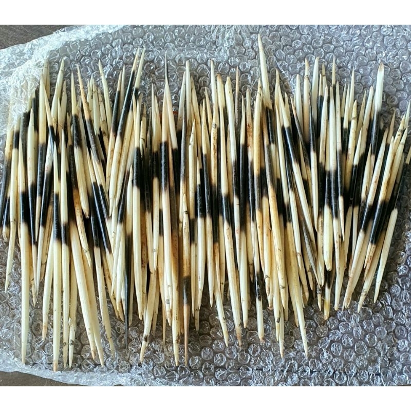 ขนแม่นแท้ Porcupine quills ทำทุ่นตกปลา ปรุงยาสมุนไพร  คละไซส์