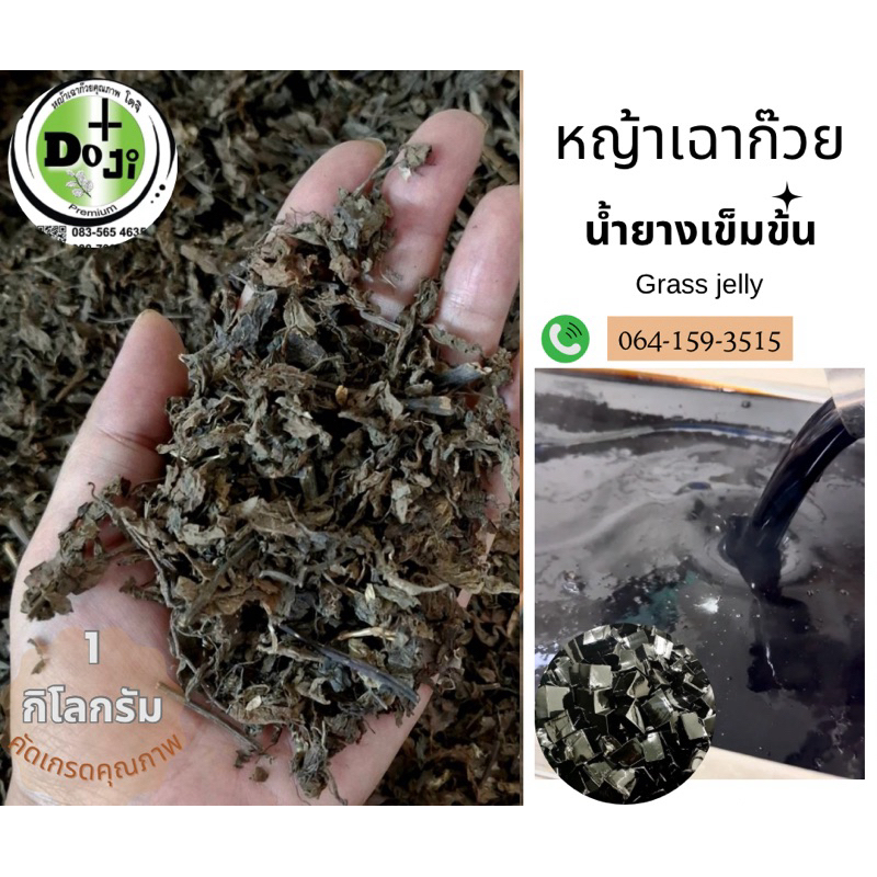 หญ้าเฉาก๊วยโดจิ เกรด​พรีเมี่ยม​ของแท้ 1kg.ใบล้วนยางดี ทำเฉาก๊วยหนึบ!