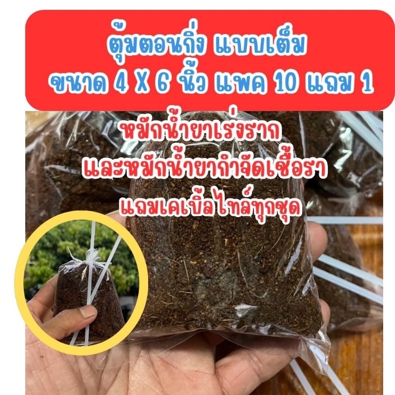ตุ้มตอนกิ่ง แบบตุ้มเต็ม 4x6 นิ้ว ซื้อ10 แถม1 หมักน้ำยากำจัดเชื้อราและน้ำยาเร่งราก มีเคเบิ้ลไทร์แถม