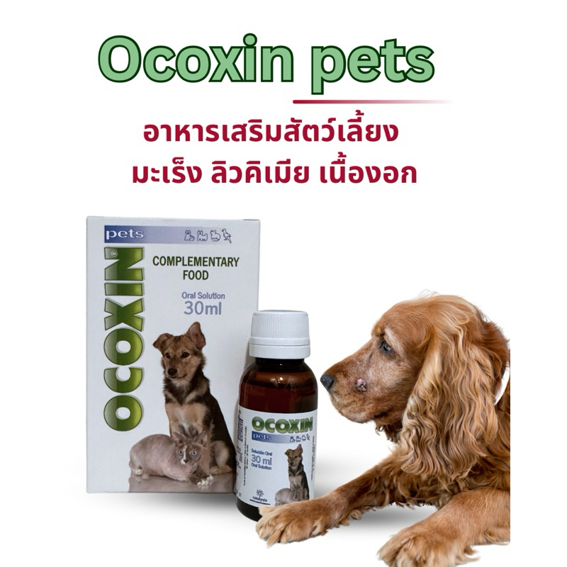 ocoxin pets อาหารเสริมสัตว์เลี้ยง สุนัข แมว มะเร็ง เนื้องอก ลิวคิเมีย