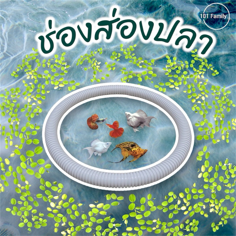 ช่องส่องปลา วงให้อาหารปลา ห่วงกั้นจอกแหน แหวนให้อาหารปลา ห่วงพลาสติกสีขาว อุปกรณ์ให้อาหารปลา จอกแหน อ่าง ปลา ตู้ปลา

<p>“><center></p>
<h4></h4>
<p><p><font color=