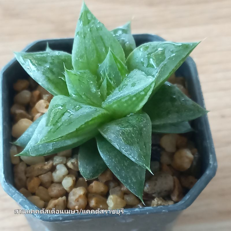 ฮาโวเทีย เทอจิด้า (Haworthia turgida) ในกระถาง 2 นิ้วSucculent and havotia cuctus plant