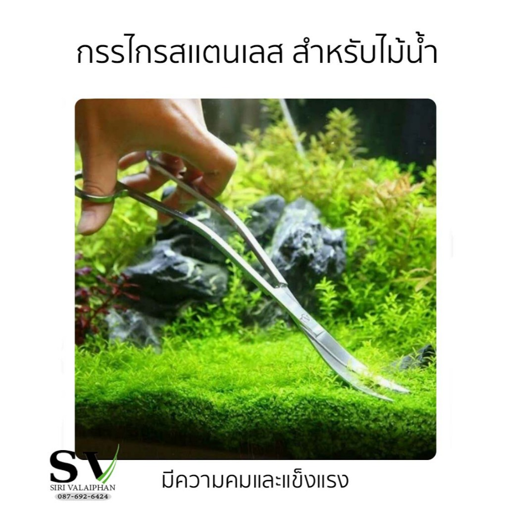 กรรไกรตักแต่งพืชในน้ำ กรรไกรสแตนเลสสำหรับต้นไม้น้ำ พืชในตู้ปลา ทำจากสแตนเลส 304 ไม่เป็นสนิม
