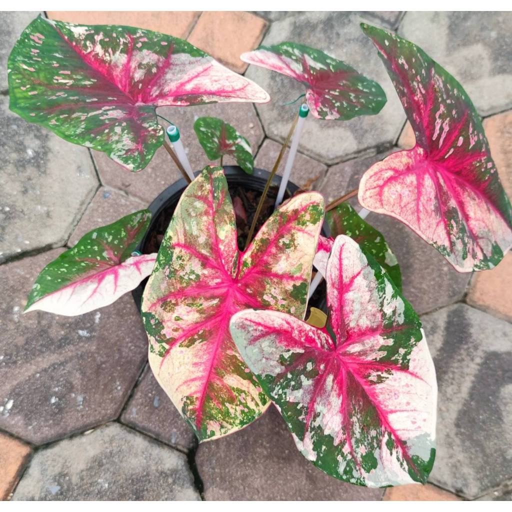 วังสำราญ บอนสี บอนสีหายาก ไม้แรร์ Caladium