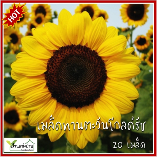 20 เมล็ด ทานตะวันโกลด์รัช Gold Rush Sunflower (พันธุ์ตัดดอก) ทานตะวันโกลด์รัช ทานตะวัน เมล็ดทานตะวัน