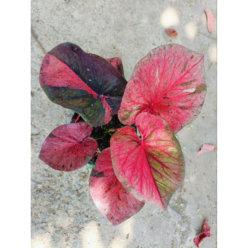 ต้นบอนสี พิษชมพู เป็นบอนใบไทย สีชมพู ด่างแดงน้ำตาลเข้ม ใบดก เลี้ยงแดดยิ่งสวย
