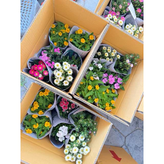 มัดรวมดอกไม้กินได้ แบบถุง หลากหลายชนิด💐💐