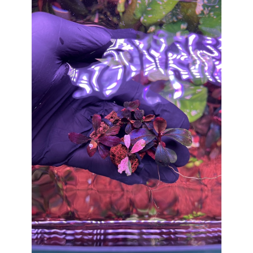 บูเซปต้นลูก bucephalandra (Rare item) รวมต้นลูกหายาก น่าสะสมครับ ใบน้ำ100% พันหินทุกต้นครับ