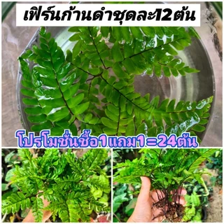 ซื้อ1ฟรี1 เฟิร์นก้านดำคัดพิเศษสำหรับตกแต่งตู้ปลา ชุดละ12ก้าน ซื้อ1ชุดแถมฟรี1ชุด ชุดละ3ก้านไม่มีแถมนะคะ