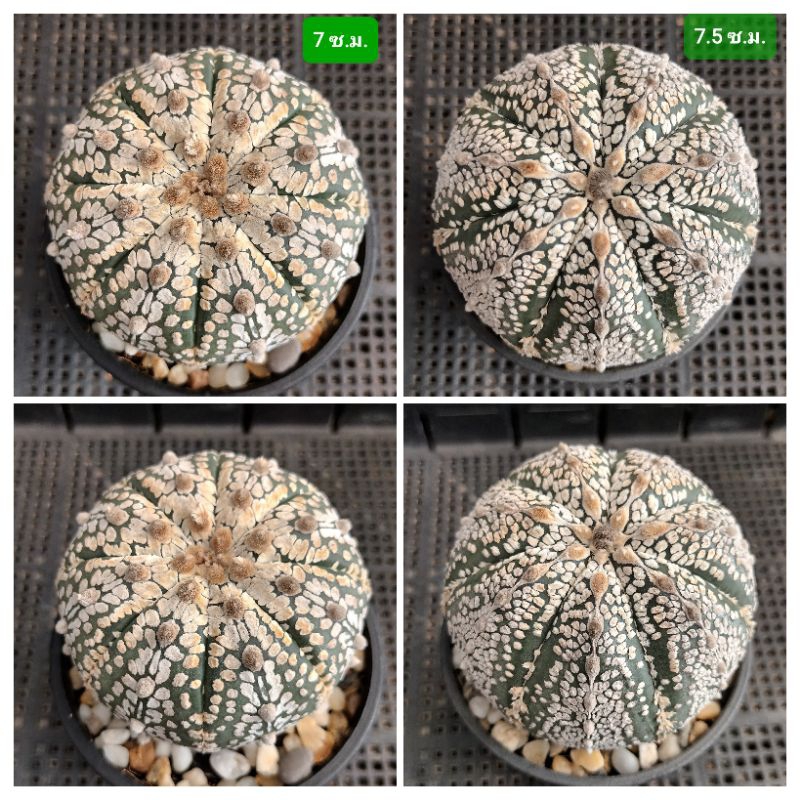 ชุด 2 ต้น แอสโตร ซุปเปอร์ คาโบโต๊ะ Astrophytum Super Kabuto แคคตัส,กระบองเพชร