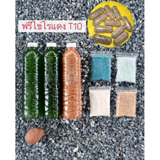 ชุดเพาะน้ำเขียว+แถมไข่ไรแดงมาโคร อามิ ชุดอาหารไรแดง หัวเชื้อ…