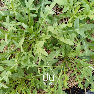 1แถม1 เมล็ดผักนำเข้า เมล็ดไวลด์ร็อกเก็ต อารูกูล่า Wild Arugula, Rocket (Organic Seed) รอคเก็ต Roquette ปันอินทรีย์