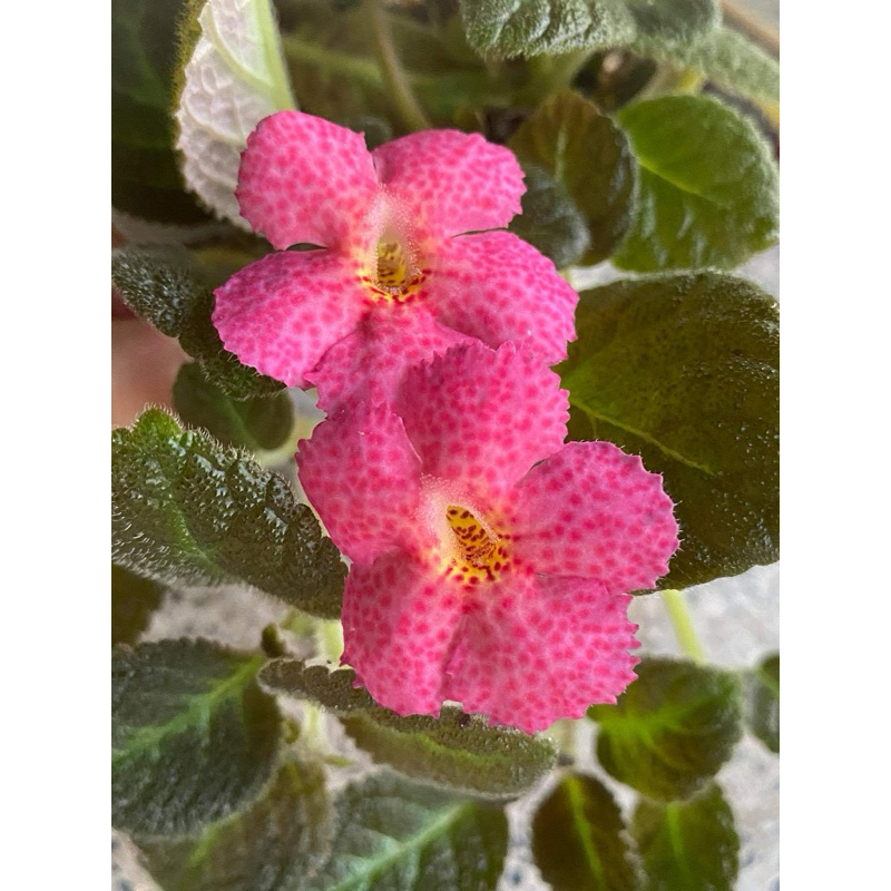 Episcia Jim’s Candadain Sunset พรมญี่ปุ่น เลี้ยงง่าย ต้นไม้ ไม้ประดับ ตกแต่งสวย ตกแต่งบ้าน เอพิซเซีย พรมญี่ปุ่น