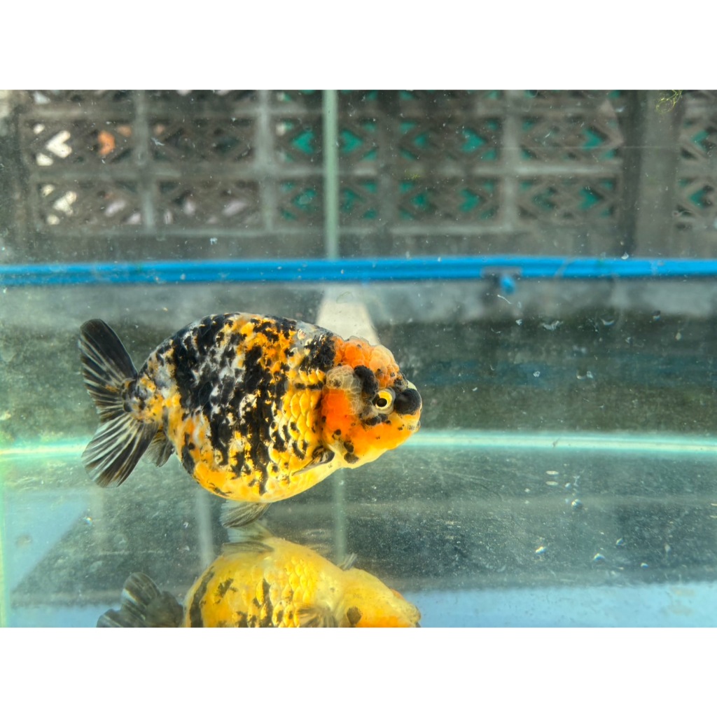 อาหารปลาเม็ดลอยสูตรสมดุล โปรตีน42%ชุดประหยัด