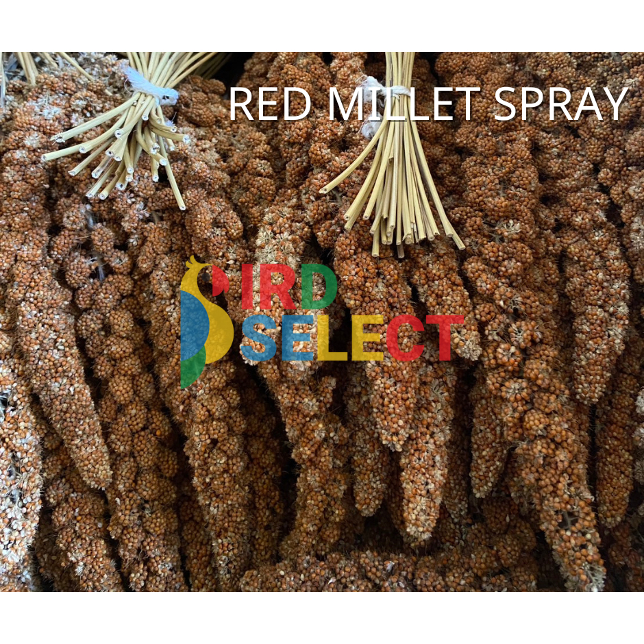 มิลเลตสเปรย์ สีแดง บรรจุกล่อง 15 กิโลกรัม