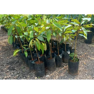 ต้นทุเรียนหมอนทอง🌱 เสียบยอด🌱