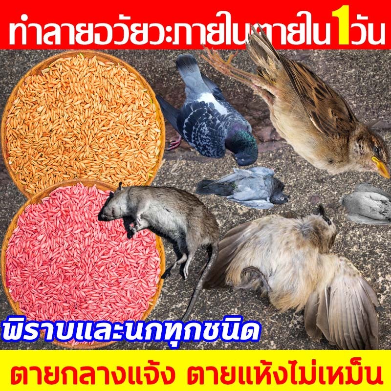 บอกลาขี้นกที่กวนใจ นกพิราบ ยาเบื่อนก นำเข้าจากอเมริกาเหยื่อกำจัดนกวัน กันฝน กันแดด เหยื่อกำจัดนกพิราบ ยากำจัดนกพิราบ