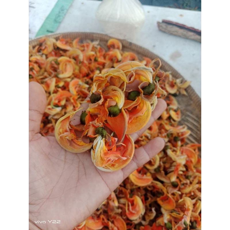 ดอกทองกวาวตากเเห้งหรือดอกจานตากเเห้ง ขนาด 100 กรัม - รูปที่ 6