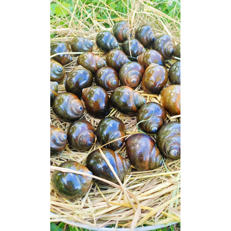 หอยปังคละไซส์ 1 กิโลกรัม 170บาท ประมาณ 21-30 ตัวโล