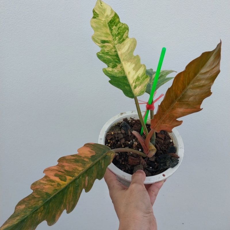 ฟิโลเดนดรอน พิณนาคด่าง philodendron caramel mable V. เลือกต้นได้ ได้ต้นตามภาพ