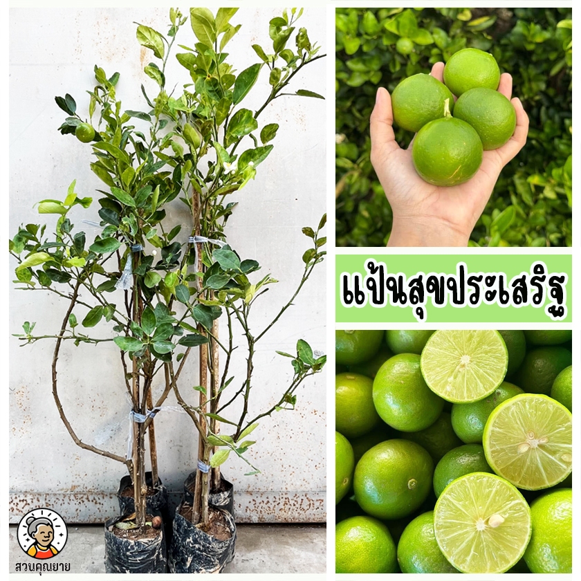 ต้นมะนาวแป้นสุขประเสริฐ ขนาด 70 - 100  ซม. เมล็ดน้อย น้ำเยอะ มีกลิ่นหอม ลูกดก