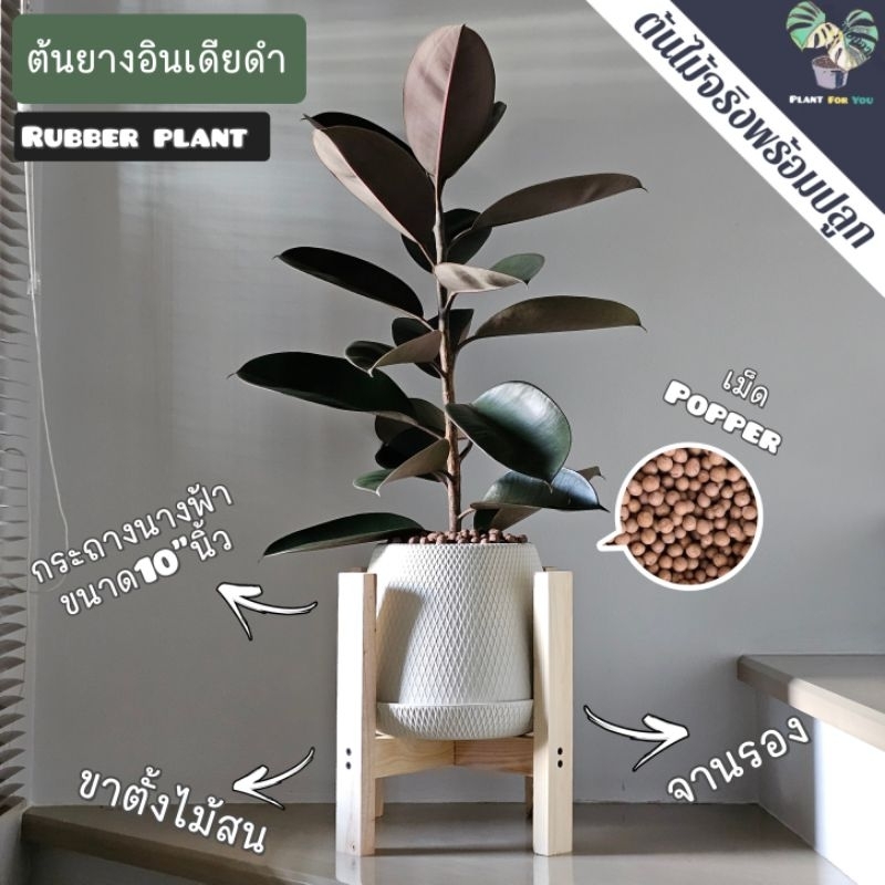 🖤🧚‍♀️ต้นยางอินเดียดำ (Rubber Plant) 80-100Cm. พร้อมกระถางนางฟ้า10"นิ้ว+จานรอง+เม็ดPopper+ขาตั้งไม้สน