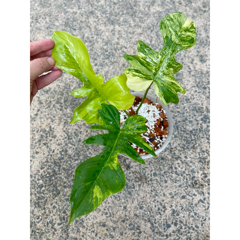 Philodendron Florida beauty X mayoi กุ้งมาโย ไม้ด่างน่าสะสม