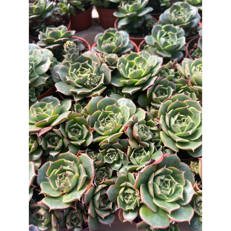 Echeveria Deren-Oliver ลูกผสมไฮบริด