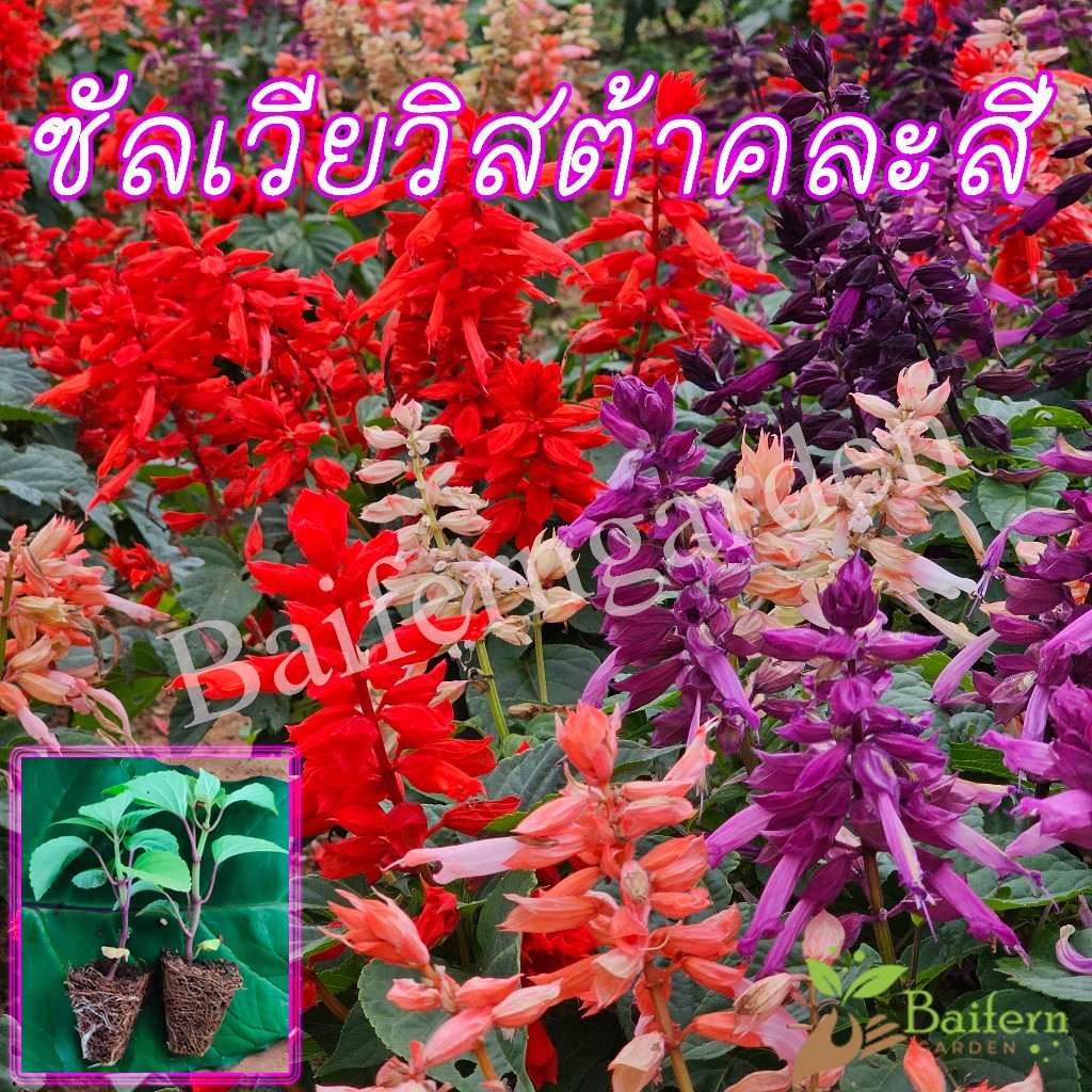 ต้นกล้าดอกซัลเวียวิสต้าคละสี ดอกไม้กกินได้ รากเยอะพร้อมปลูก ปลูกประดับสวยๆ