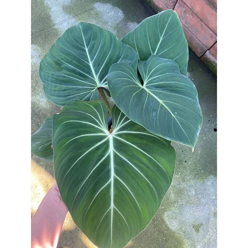 Philodendron Gloriosum ฟิโลเดรนดรอน กลอริออซั่ม ก้านแบน หรือต้นฟิโลรางเงิน ที่นิยมปลูกเพื่อเป็นไม้ประดับ
