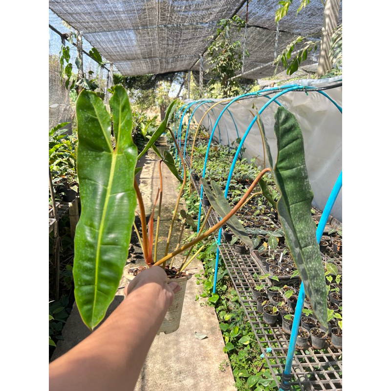 ฟิโลเดนดรอน ก้านส้ม กระถาง 6”