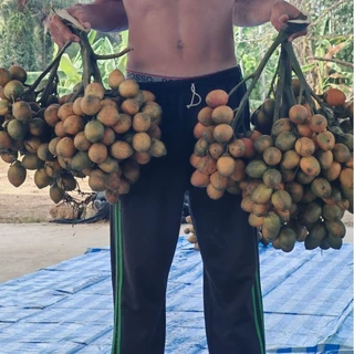 หมากสุก​ 1กิโลกรัม​ 15-20​ลูก​ หมากแก่​ส้ม สั่งได้​ ตัดใหม่ๆไม่แห้ง​🙏🙏แถมทุกออเดอร์​