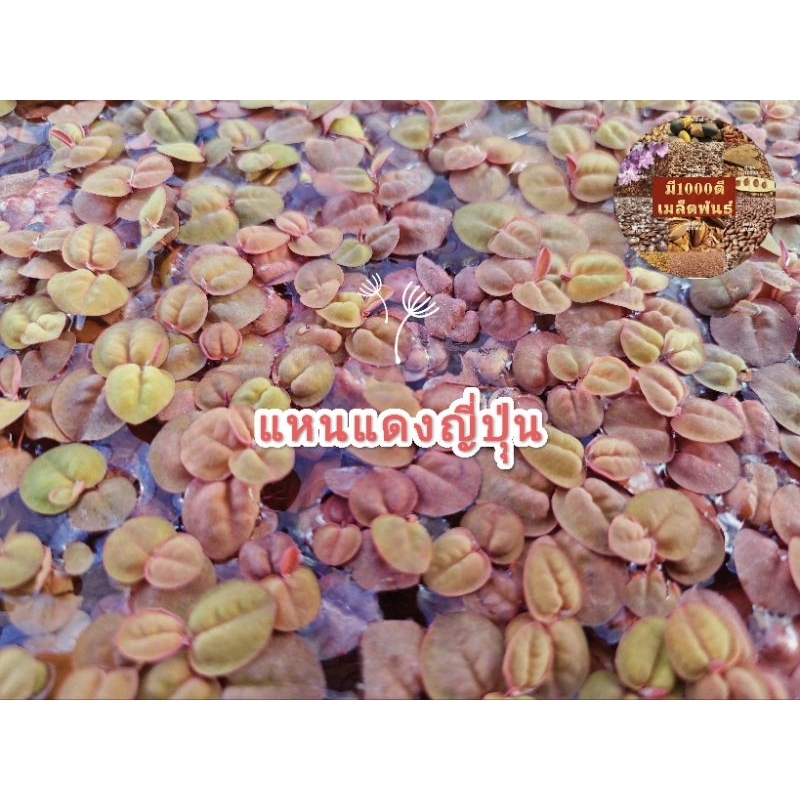 จอกแดงญี่ปุ่น สดใหม่ แถมทุกออเดอร์ บำบัดน้ำเสีย เพิ่มออกซิเจน ตกแต่งตู้ปลา บ่อปลา

<p>“><center></p>
<h4></h4>
<p><p><font color=