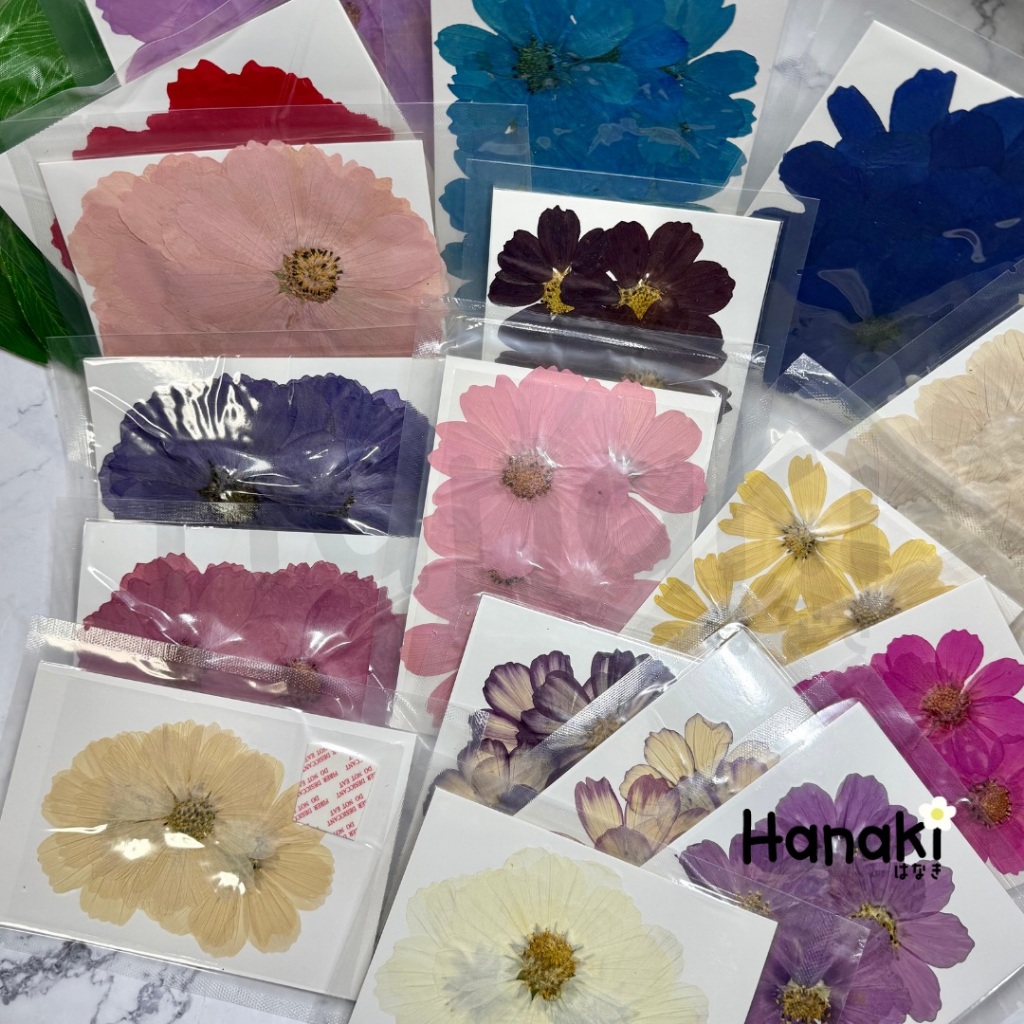 【พร้อมส่ง】ดอกคอสมอส ดอกจีแซง ดอกไม้ทับแห้ง ดอกไม้จริงทับแห้ง ดอกไม้แห้ง Preserved Flowers